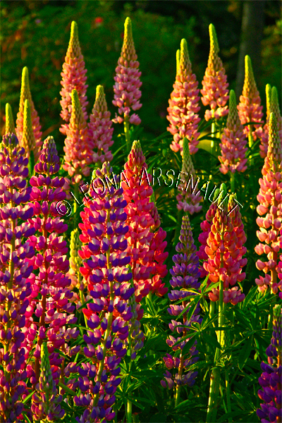 LUPINS;FLOWERS;PINK;RED;VERTICAL